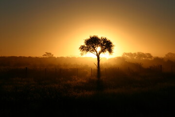 Fototapeta na wymiar Baum in der Kalahari, Namibia, Afrika