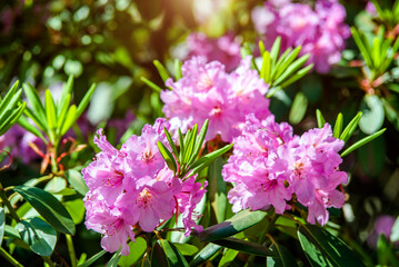 pink rhododendron blooms in the Botanical garden
