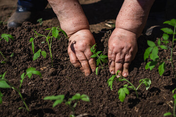 The full hands of an elderly woman, without gloves, are digging in the ground on a sunny day,...