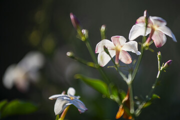 Obraz premium Fleurs de jasmin en Tunisie