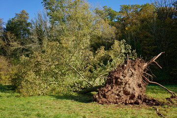 Knockout, violent storm completely uprooted tree on the edge of the forest. - obrazy, fototapety, plakaty