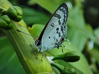 butterfly on leaf