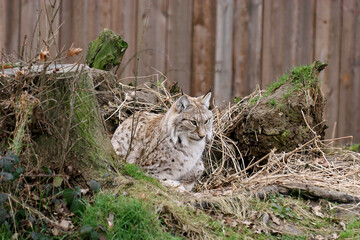 Lynx bij schuilplek