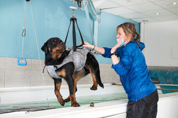 young rottweiler and hydrotherapy - obrazy, fototapety, plakaty