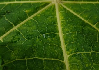 Abstract background of green leaf veins with natural light