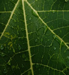 Abstract background of green leaf veins with natural light