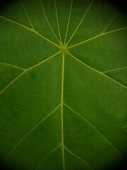 Abstract background of green leaf veins with natural light