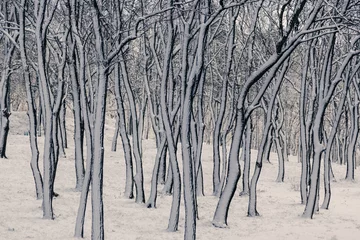 Zelfklevend Fotobehang tree trunks in white snow © doctor299