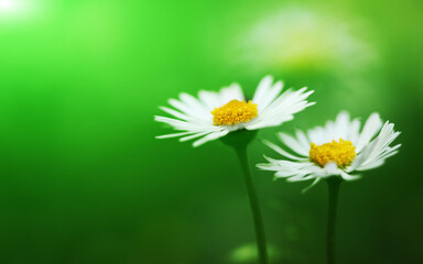 Flowering white daisies in spring