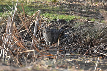gatto nello stagno; cat in a pond