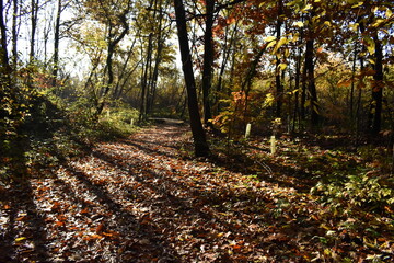 sentiero con albero in autunno; path with tree in autumn