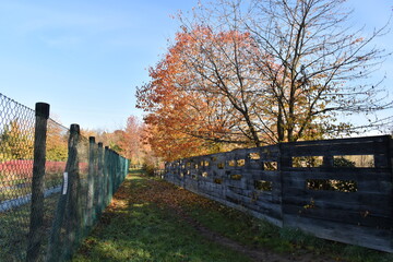 sentiero con albero in autunno; path with tree in autumn