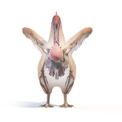 3d rendered illustration of a chickens anatomy