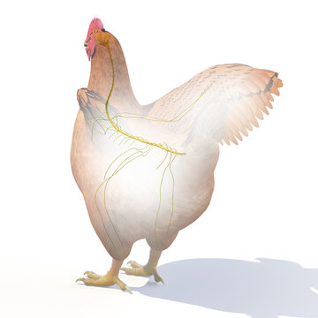 3d rendered illustration of a chickens anatomy - the nervous system