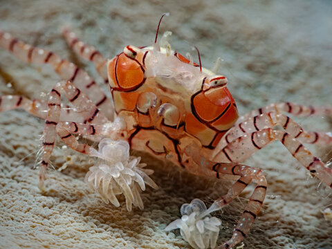 Mosaic Boxer Crab, Boxerkrabbe, Pompom-Krabbe (Lybia tesselata)