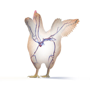 3d rendered illustration of a chickens anatomy - the vascular system