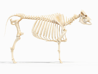 3d rendered illustration of a cows anatomy - the skeleton