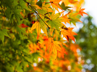autumn leaves background