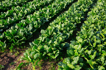 Rows of harvest of spinach in garden outdoor, no people..
