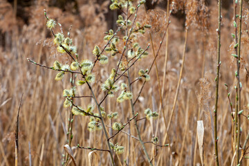 Branches of a flowering willow on a blurred background