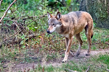 Europäischer Wolf ( Canis lupus ).