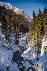 winter mountain river in the forest