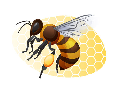 Honey bee on a yellow background. Striped insect illustration isolated on white background. Sticker, print, logo