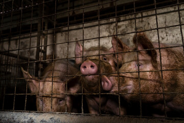 Three piglets behind bars in a barn.