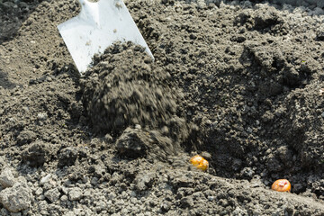 Farmer is digging a seed potato with a shovel