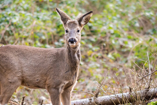 Portrait of roe deer (Capreolus capreolus) standing outdoors