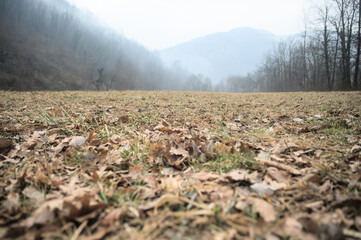 autumn in the field