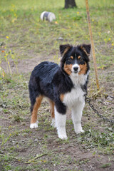 A shepherd dog puppy on a farm in southern Italy.