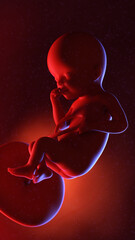 3d rendered illustration of a human fetus  - week 25
