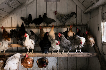 Hens in chicken coop at farm