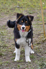 A shepherd dog puppy on a farm in southern Italy.