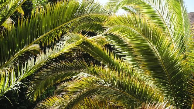 Tropical palm tree leaves moving in the wind with sunlight