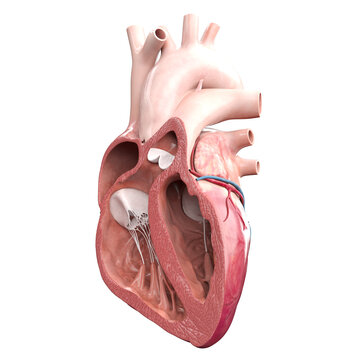 3d rendered illustration  of an anterior heart cross-section
