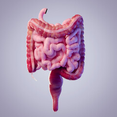 3d rendered illustration of the colon and small intestine - obrazy, fototapety, plakaty