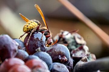 Hornisse ( Vespa crabro ) labt sich an rotem Wein.