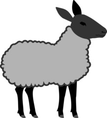 Gray sheep with black head isolated on white background