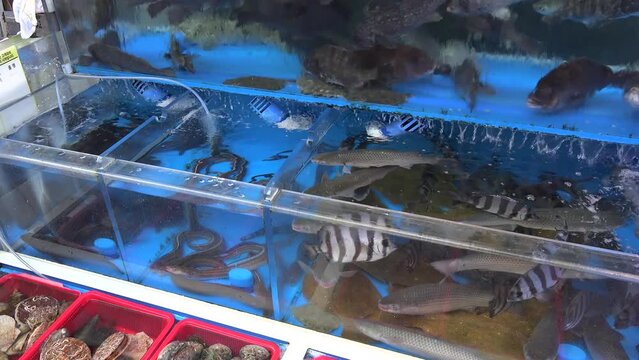 Variety of live fish and King Crabs in tanks at the Jagalchi Fish Market. Busan, South Korea