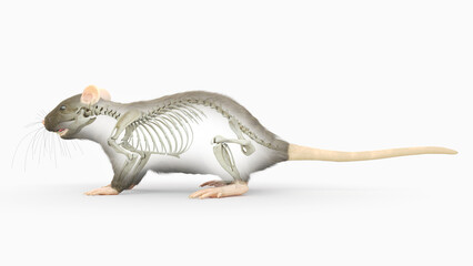 3d rendered illustration of a rats anatomy - the skeleton