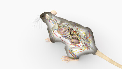 3d rendered illustration of a rats anatomy
