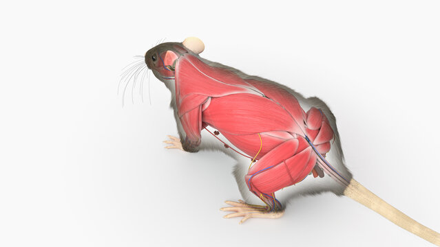 3d rendered illustration of a rats anatomy - the muscles