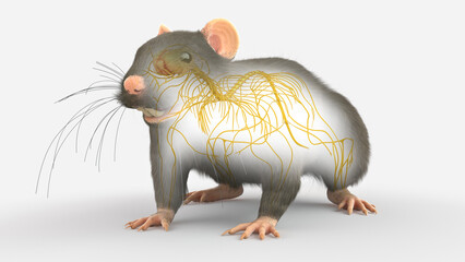 3d rendered illustration of a rats anatomy - the nervous system