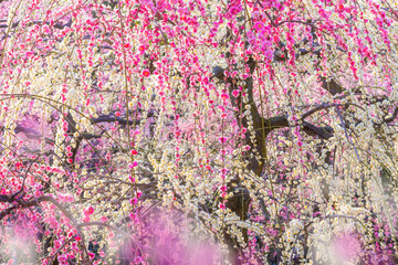 枝垂れ梅の花
