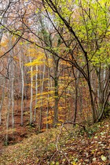 sous bois d'automne avec un superbe arbre aux feuilles jaunes au fond d'une foret en Auvergne