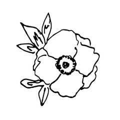 Simple hand drawn black outline vector illustration. Anemone flower with leaves isolated on white background. Sketch in ink.