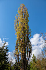 Lombardy Poplar Tree