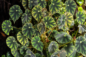 Begonia Mazae Tropical Plant